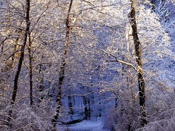 Morning Light Falls On The Forest Trail Nashville Tennessee screenshot