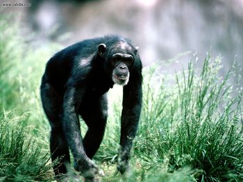 Morning Stroll Chimpanzee screenshot