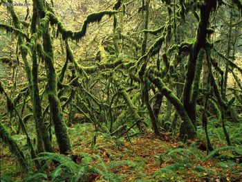 Moss Covered Maple Trees Mount Rainier National Park Washington screenshot