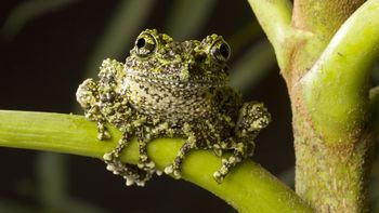 Moss Frog screenshot