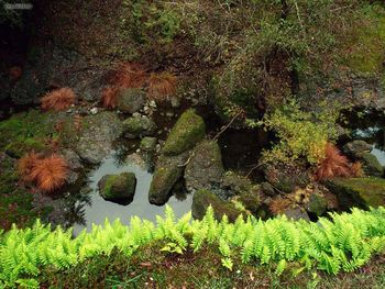 Mossy Rocks Yosemite National Park California screenshot