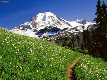 Mount Baker Snoqualmie National Forest Washington screenshot