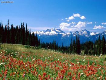 Mount Revelstoke National Park Revelstoke British Columbia screenshot