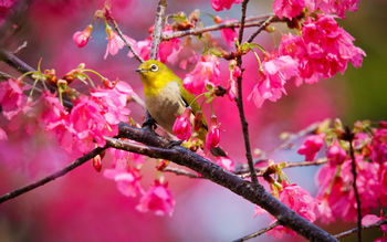 Mountain Cherry Bird screenshot