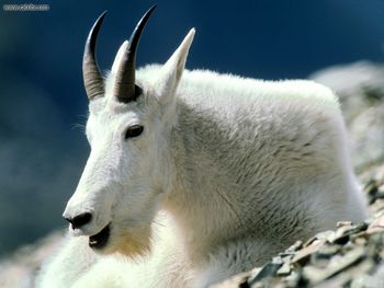 Mountain Goat Montana screenshot