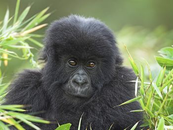 Mountain Gorilla, Volcanoes National Park, Rwanda screenshot