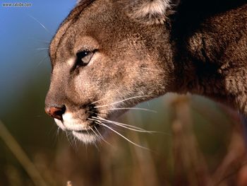 Mountain Lion Flathead Valley Montana screenshot