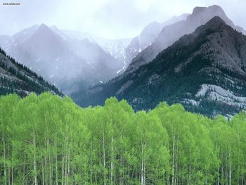 Mountain Mist Alberta Canada screenshot