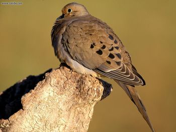 Mourning Dove screenshot