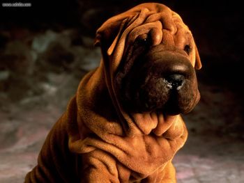 Mr Wrinkles Shar Pei screenshot