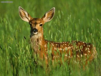 Mule Deer Fawn screenshot