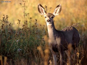 Mule Deer Wyoming screenshot