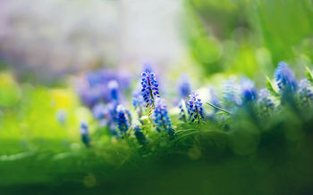 Muscari Flowers screenshot