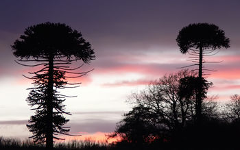 Mushroom Trees screenshot