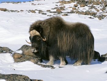 Muskox In Snow Field Arctic National Wildlife Refuge Alaska screenshot