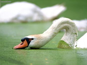 Mute Swan Kensington Michigan screenshot