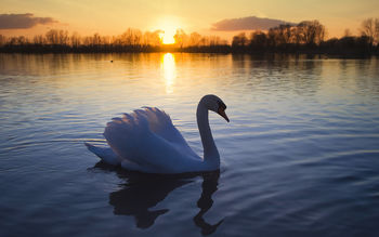 Mute Swan screenshot