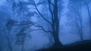 Mystic Beech Forest, Switzerland screenshot