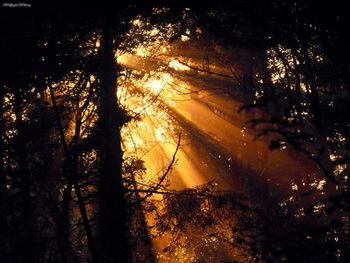 Mystic Sunbeams, Olympic National Park, Washington screenshot