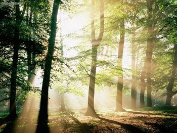 Mystical Morning screenshot