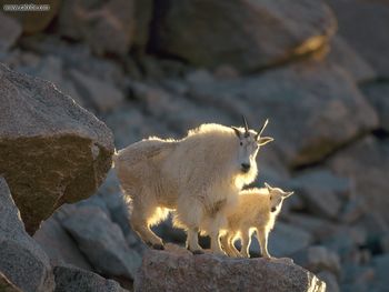 Nanny And Kid Mountain Goats screenshot