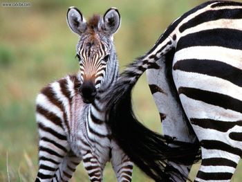 Natural Flyswatter Burchells Zebras Kenya Africa screenshot