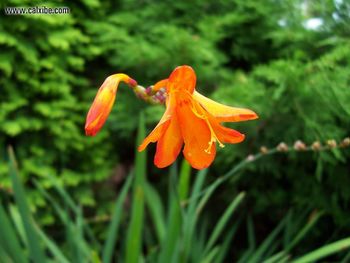 Nature 6799 screenshot