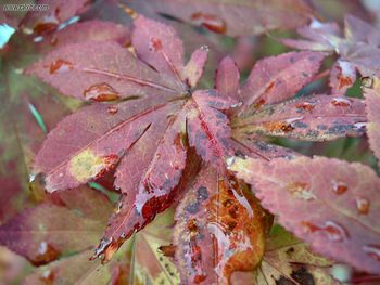 Nature Autumn Foilage screenshot