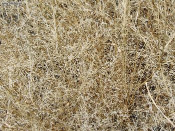 Nature Dry Grass screenshot