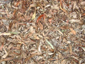 Nature Dry Leaves screenshot