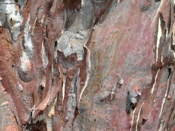 Nature Eucalyptus Bark screenshot