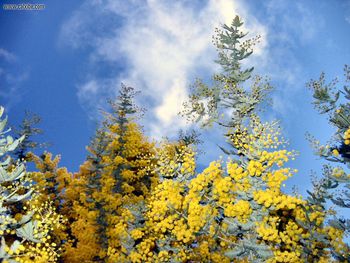 Nature Flowering Wattle screenshot