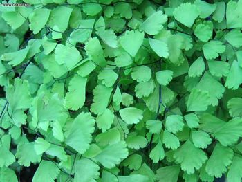 Nature Maidenhair Fern screenshot