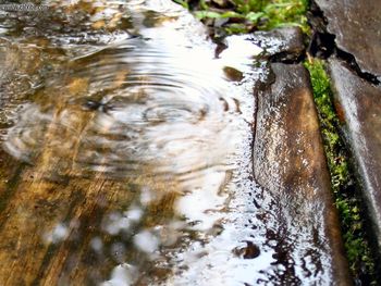 Nature Puddle screenshot