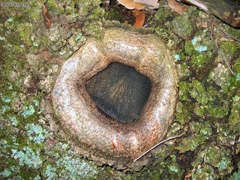 Nature Tree Wound screenshot