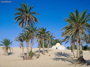 Near Douz Sahara Desert Tunisia screenshot