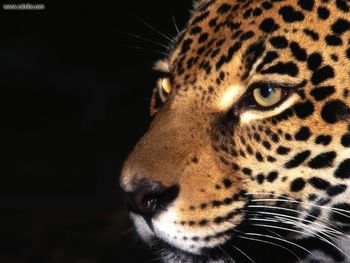 Night Stalker Jaguar screenshot