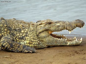 Nile Crocodile Masai Mara Kenya screenshot