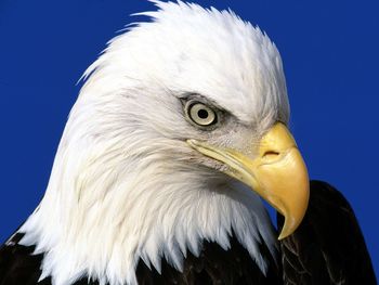 Noble Lead Bald Eagle screenshot