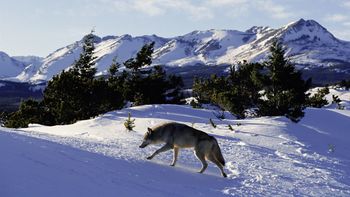 North American Grey Wolf, Rocky Mountains screenshot