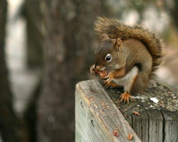 North American Red Squirrel screenshot