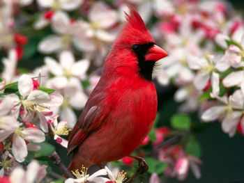 Northern Cardinal screenshot