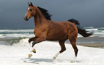 Norwegian Beach Warmblood screenshot