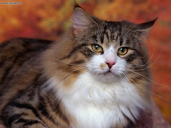 Norwegian Forest Cat screenshot