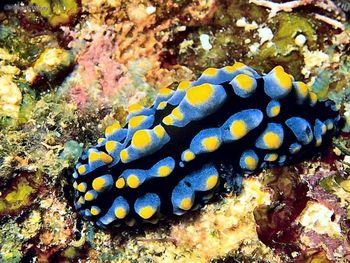 Nudibranch Phyllidia screenshot