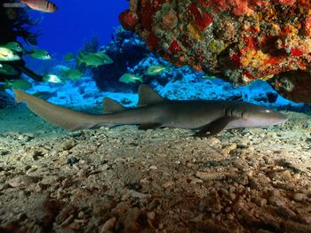 Nurse Shark Virgin Islands screenshot