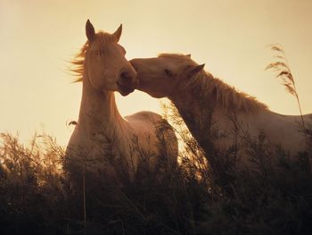 Nuzzling Wild Camargue Horses, Bouches Du Rhone, France screenshot