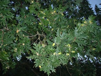 Oak Tree Foliage screenshot