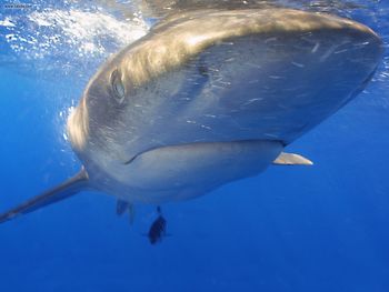 Oceanic White Tip Shark Hawaii screenshot