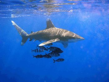 Oceanic Whitetip Shark screenshot